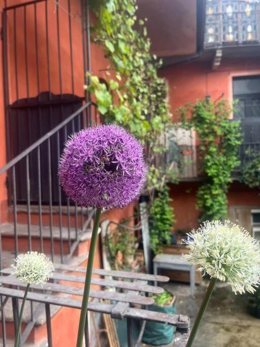 Come A Casa Castelletto sopra Ticino Eksteriør billede